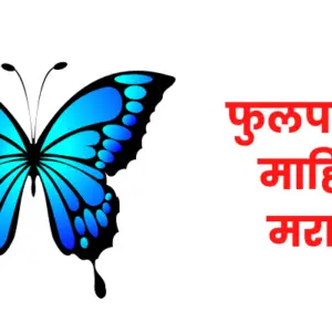 Butterfly information in marathi