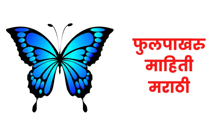 Butterfly information in marathi