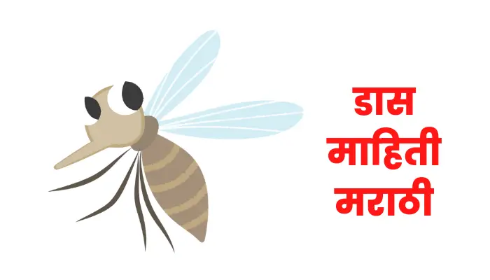 Mosquito information in marathi