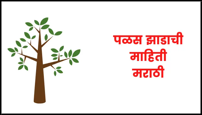 Palash tree information in marathi