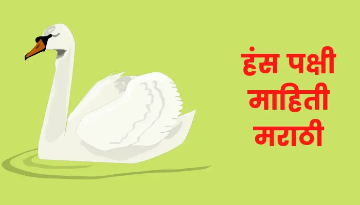 Swan information in marathi