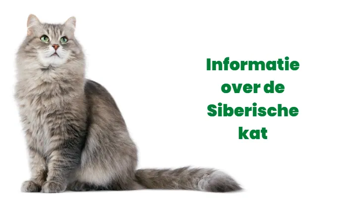 Informatie over de Siberische kat